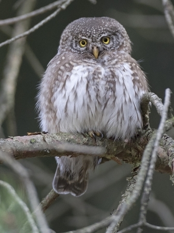 Sperlingskauz - streng geschützte Art sowie im Anhang I der EU-Vogelschutzrichtlinie geführt