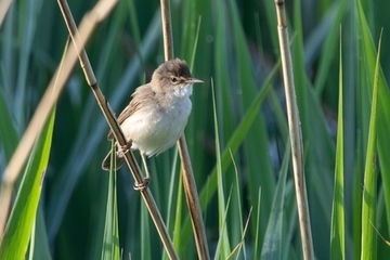 Teichrohrsänger - besonders geschützte Art sowie im Anhang I der EU-Vogelschutzrichtlinie geführt