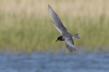 Trauerseeschwalbe - streng geschützte Art sowie im Anhang I der EU-Vogelschutzrichtlinie geführt