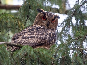 Uhu - streng geschützte Art sowie im Anhang I der EU-Vogelschutzrichtlinie geführt