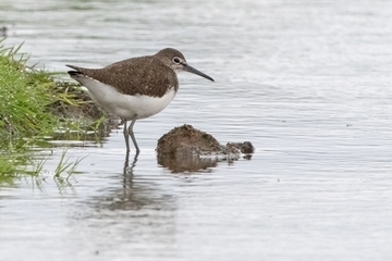 Waldwasserläufer - streng geschützte Art sowie im Anhang I der EU-Vogelschutzrichtlinie geführt