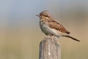 Wendehals - streng geschützte Art sowie im Anhang I der EU-Vogelschutzrichtlinie geführt