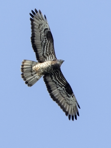 Wespenbussard - streng geschützte Art sowie im Anhang I der EU-Vogelschutzrichtlinie geführt