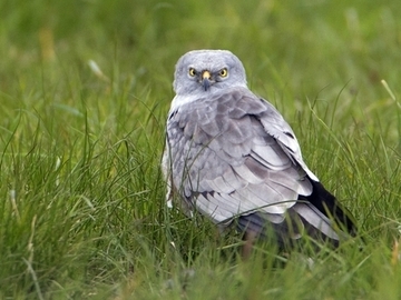 Wiesenweihe - streng geschützte Art sowie im Anhang I der EU-Vogelschutzrichtlinie geführt