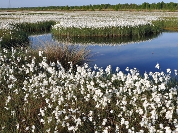 Von den Maßnahmen im Großen Moor profitiert unter anderem das Wollgras.