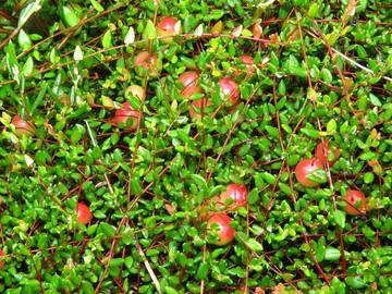 Moosbeere (Vaccinium oxycoccos)