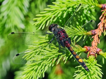 Große Moosjungfer (Leucorrhinia pectoralis)