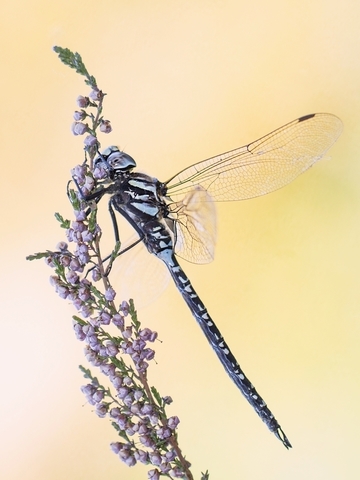 Hochmoor-Mosaikjungfer (Aeshna subarctica)