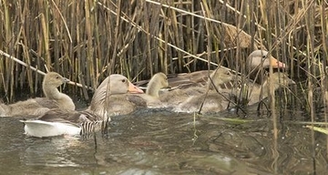 Graugans - besonders geschützte Art sowie im Anhang I der EU-Vogelschutzrichtlinie geführt