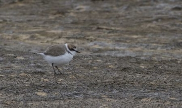 Seeregenpfeifer - streng geschützte Art sowie im Anhang I der EU-Vogelschutzrichtlinie geführt