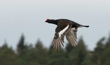 Birkhuhn - streng geschützte Art sowie im Anhang I der EU-Vogelschutzrichtlinie geführt