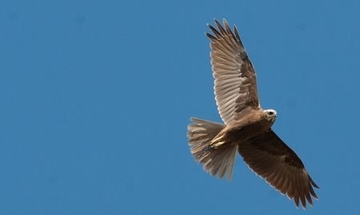 Rohrweihe - streng geschützte Art sowie im Anhang I der EU-Vogelschutzrichtlinie geführt