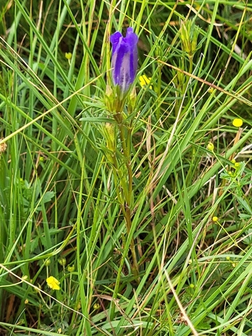 Lungen-Enzian (Gentiana pneumonanthe) im LRT 6230 - Artenreicher Borstgrasrasen