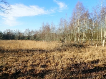 Gehölzentfernung in vergrasten und verbuschten Borstgrasrasen