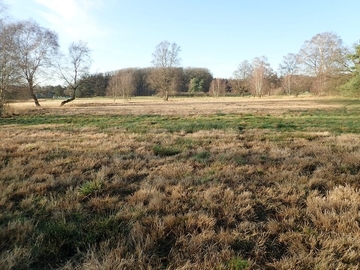 Borstgrasrasen nach der Mahd im Herbst