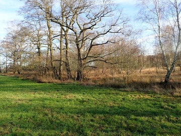 Intensivgrünland und alter Baumbestand am Rande des verbuschten Borstgrasrasens