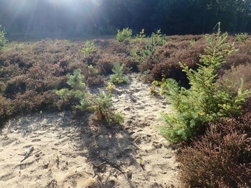 LRT 4030 - Trockene Heide mit prägender Besenheide (Calluna vulgaris)