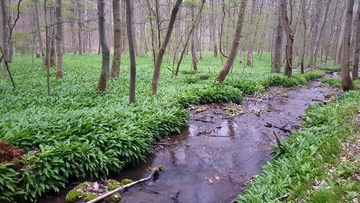 Bär-Lauch (Allium ursinum)