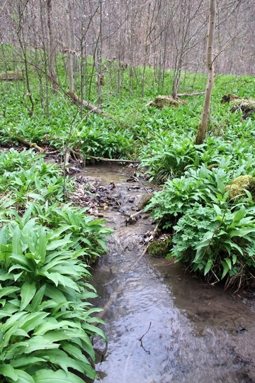 Bär-Lauch (Allium ursinum) Dominanz am Bach und vmtl. Gelber Eisenhut (Aconitum lycoctonum)