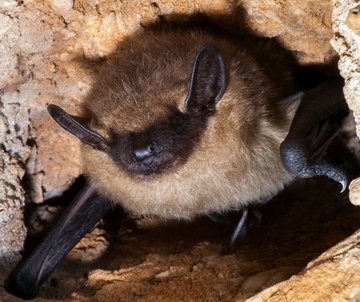 Fledermaus