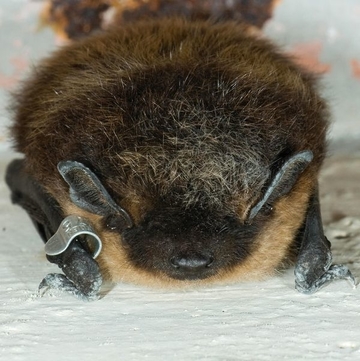 Fledermaus