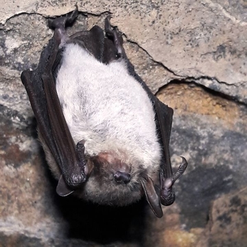 Fledermaus