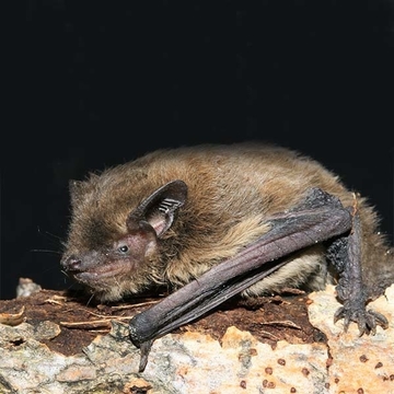 Fledermaus