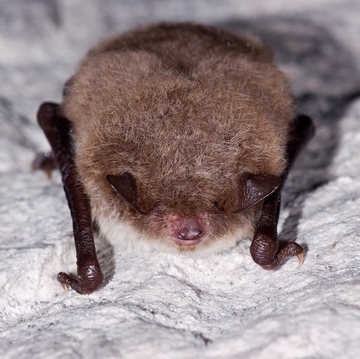 Fledermaus