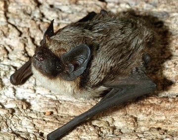 Fledermaus