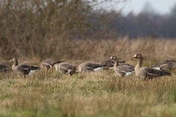 Neben den Weißwangengänsen tragen auch die Blässgänse zum momentanen Vogelkonzert bei.