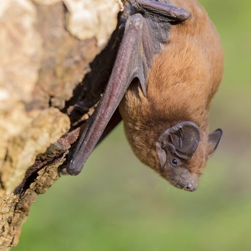 Fledermaus