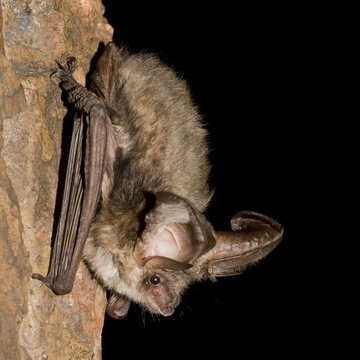 Fledermaus