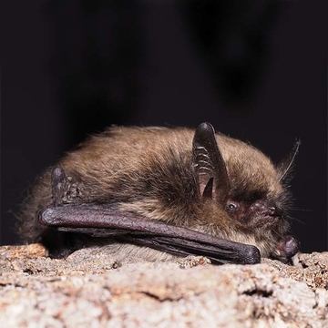 Fledermaus