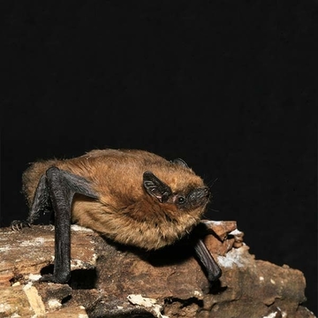 Fledermaus