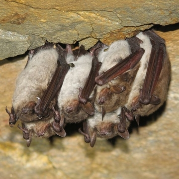 Fledermaus