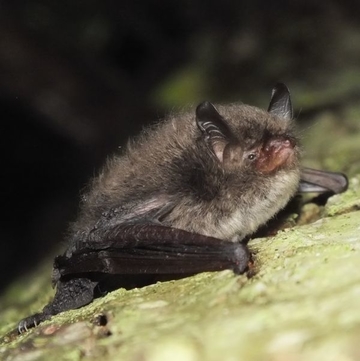 Fledermaus