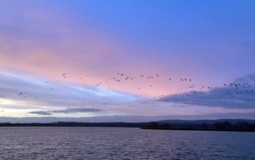 Auffliegende Gastvögel am Heerter See