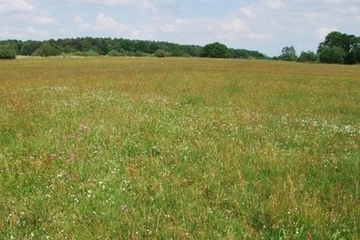 Magere Flachland-Mähwiese