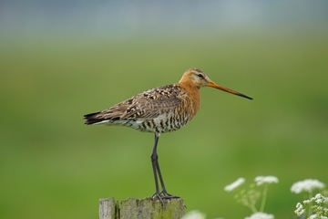 "Heimische" Unterart der Uferschnepfe (Limosa limosa limosa)