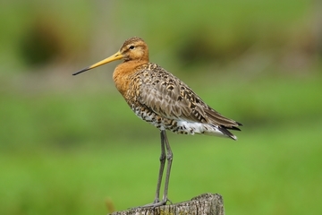 Heimische Unterart der Uferschnepfe (Limosa limosa)