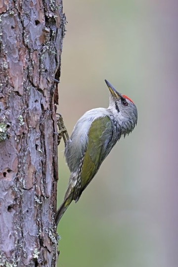 Grauspecht - streng geschützte Art sowie im Anhang I der EU-Vogelschutzrichtlinie geführt