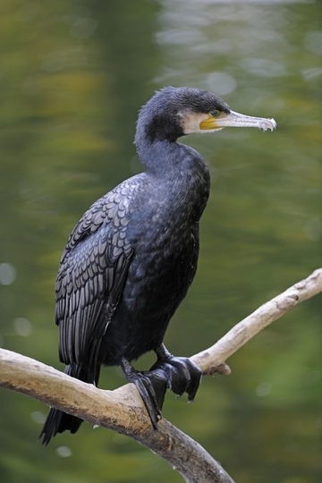 Kormoran - besonders geschützte Art sowie im Anhang I der EU-Vogelschutzrichtlinie geführt