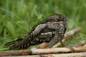 Nachtschwalbe - streng geschützte Art sowie im Anhang I der EU-Vogelschutzrichtlinie geführt