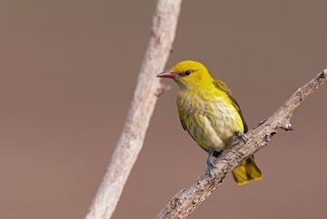 Pirol - besonders geschützte Art sowie im Anhang I der EU-Vogelschutzrichtlinie geführt