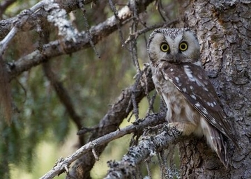 Raufußkauz - streng geschützte Art sowie im Anhang I der EU-Vogelschutzrichtlinie geführt