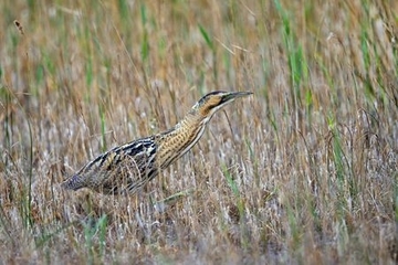 Rohrdommel - streng geschützte Art sowie im Anhang I der EU-Vogelschutzrichtlinie geführt