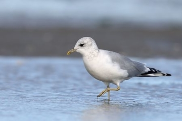 Sturmmöwe - besonders geschützte Art sowie im Anhang I der EU-Vogelschutzrichtlinie geführt