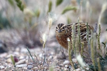 Wachtel - besonders geschützte Art sowie im Anhang I der EU-Vogelschutzrichtlinie geführt