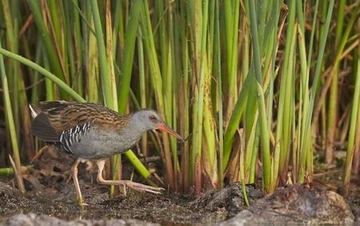 Wasserralle - besonders geschützte Art sowie im Anhang I der EU-Vogelschutzrichtlinie geführt