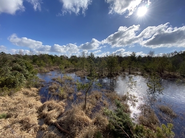 Vernässungserfolg im Otternhagener Moor. Im Januar und Februar 2023 stiegen die Wasserstände hinter den Dammlinien bereits deutlich sichtbar an.